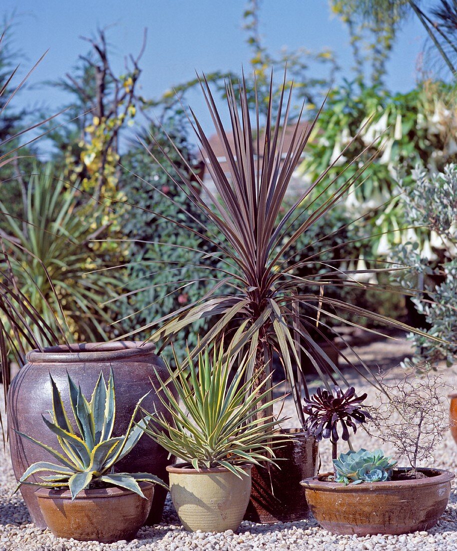 Drought-tolerant plants: cabbage palm (Cordyline Australis), aloe yucca (Yucca aloifolia)