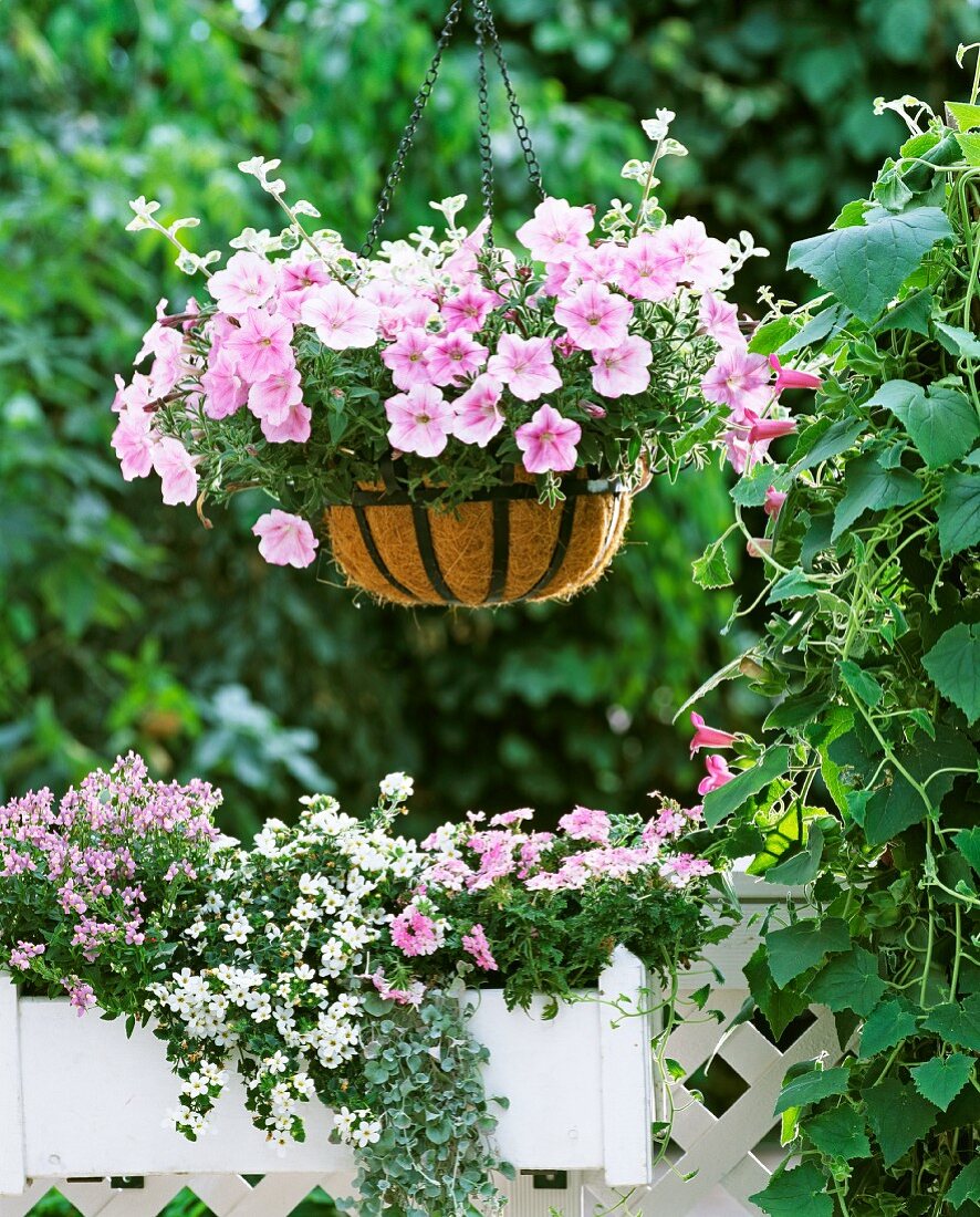 Hanging basket of pink trailing petunias and silver-leafed helichrysum on summery balcony