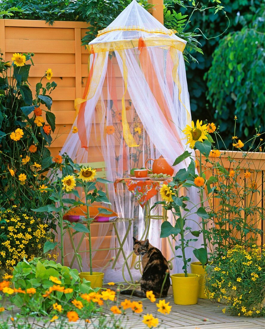 Small tea table under mosquito net and sunflowers on balcony