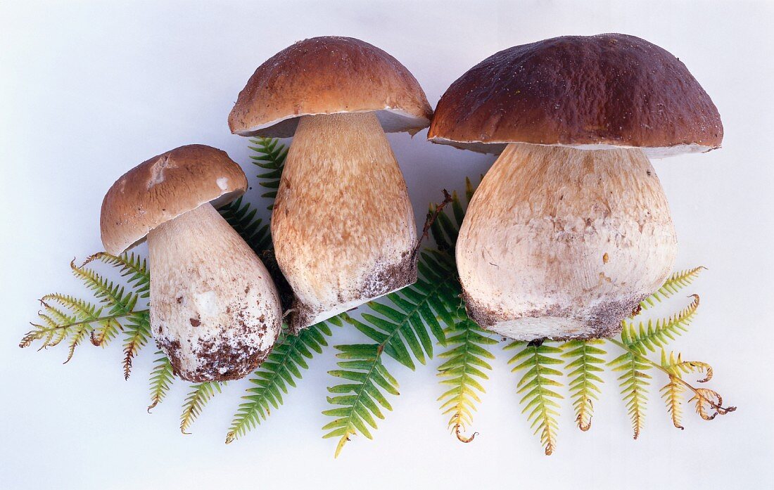 Three fresh porcini mushrooms on a fern leaf