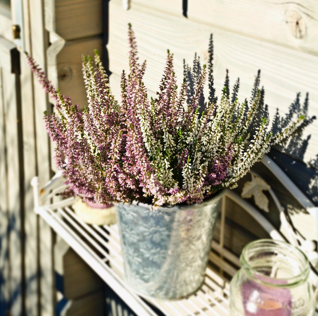 Heather in sunlight