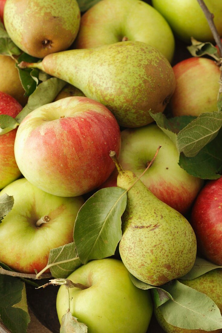 Pears and apples with leaves