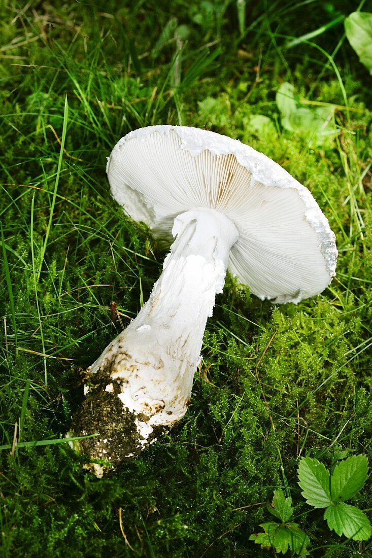 An amanita strobiliformis mushroom lying in grass