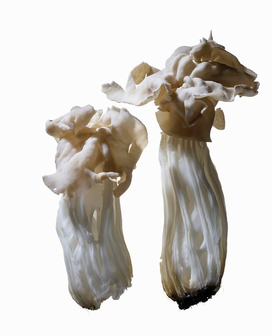 White saddle mushrooms