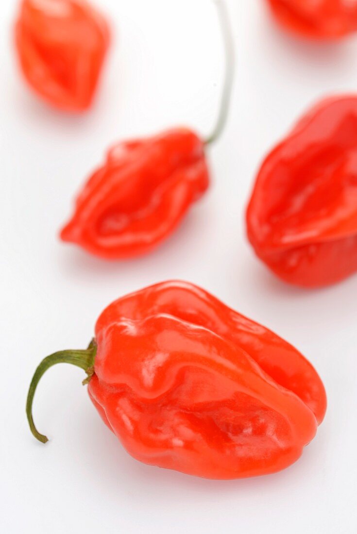 Rote Habanero Schoten