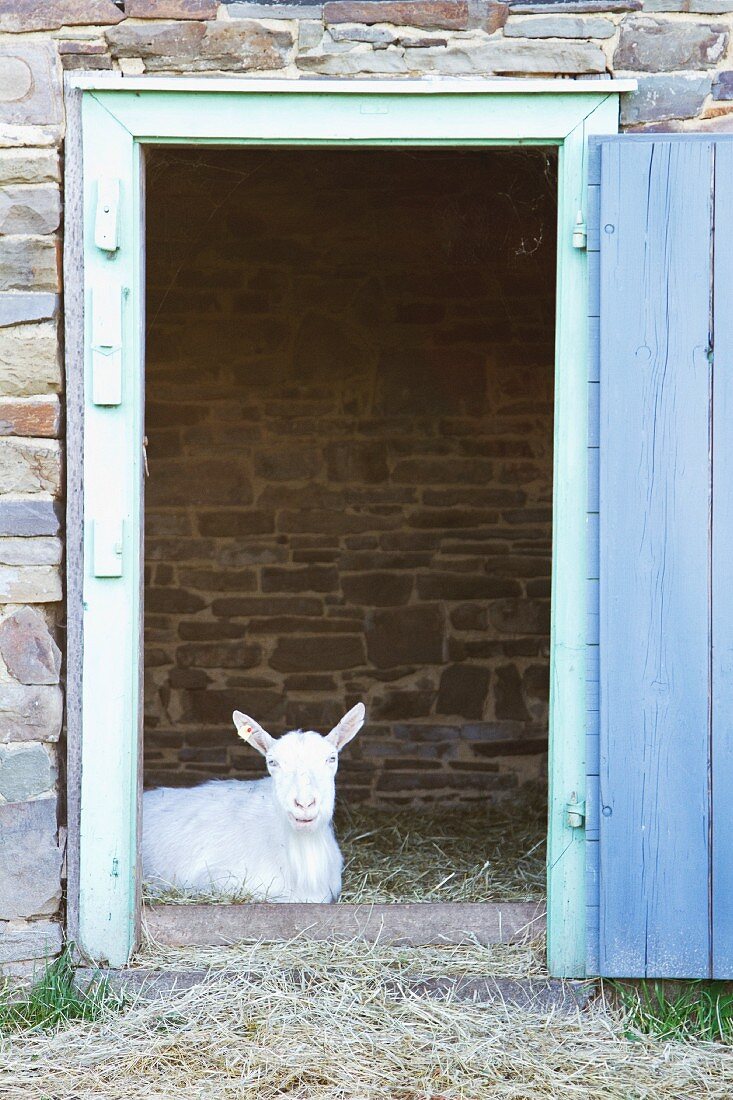 Goat in goat shed