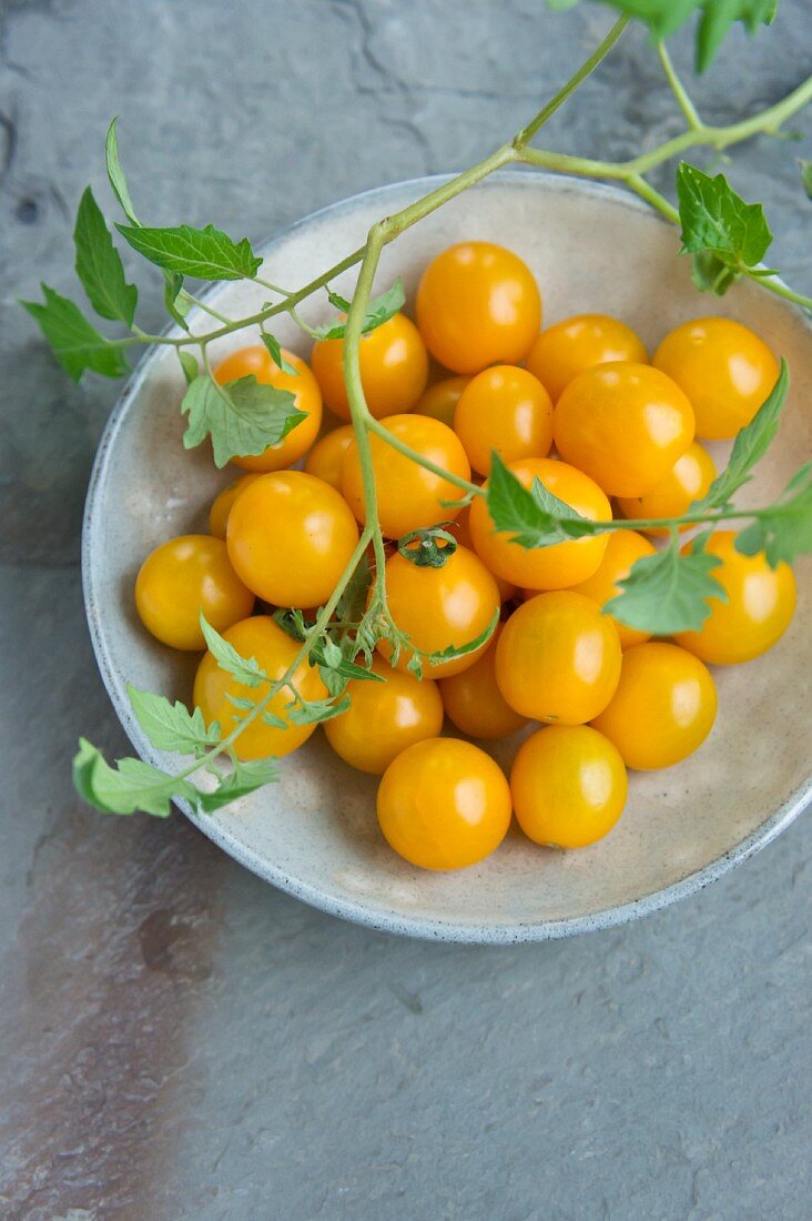 Yellow tomatoes with leaves