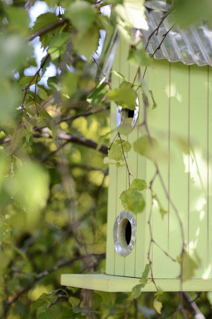 Pastel green bird box hanging in tree