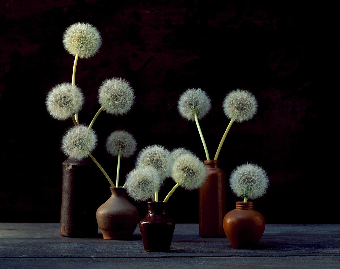 Pusteblumen in verschiedenen Vasen