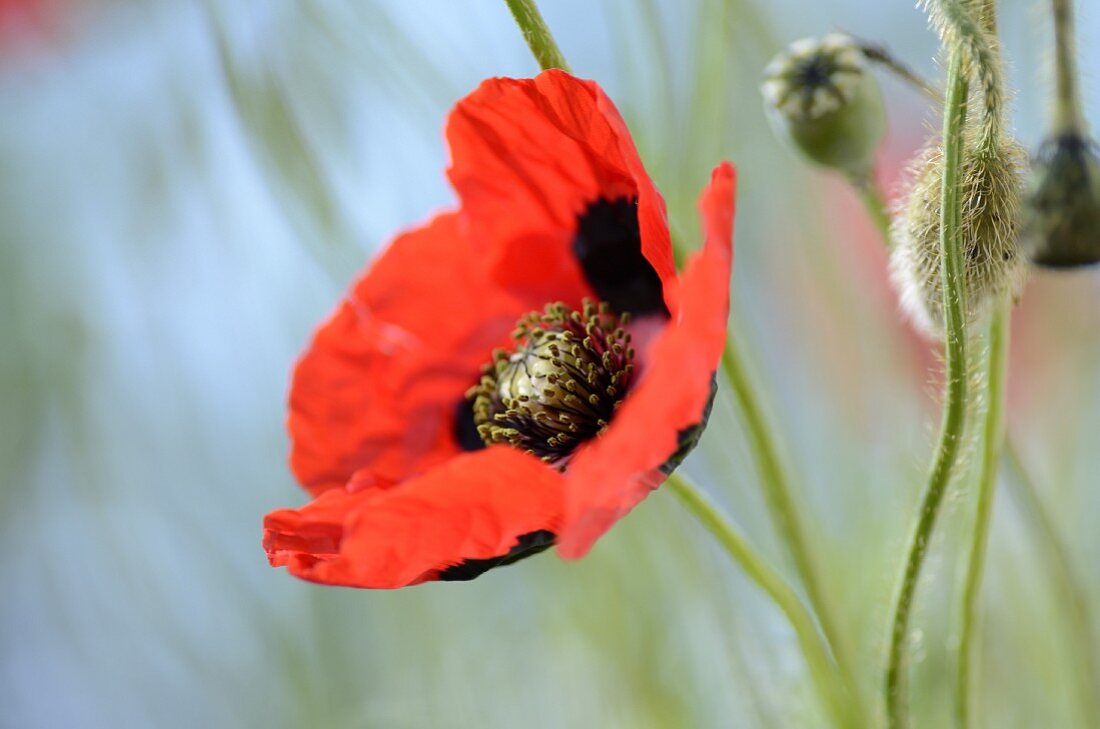 Open poppy and fuzzy closed poppy bud