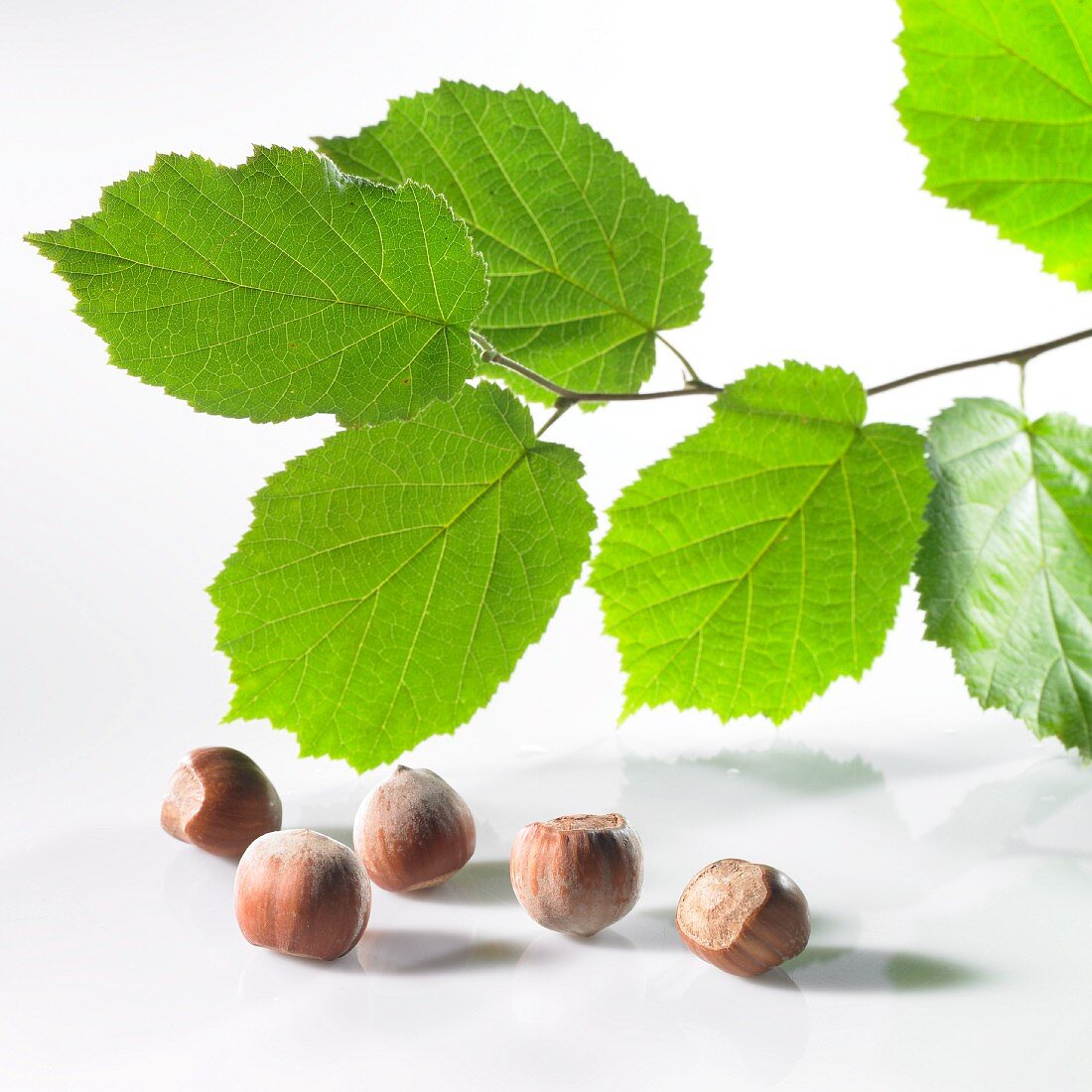 Hazelnuts and hazelnut leaves