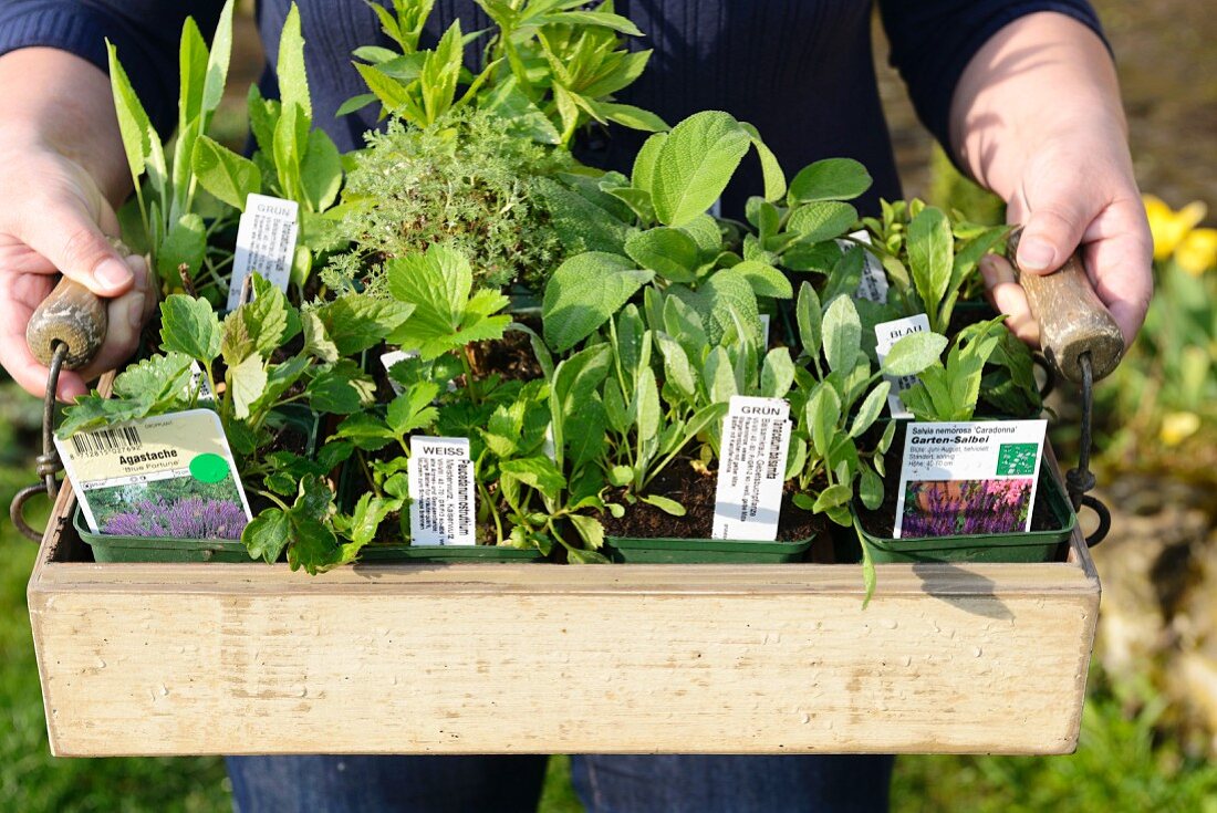 A person holding a crate of fresh herbs