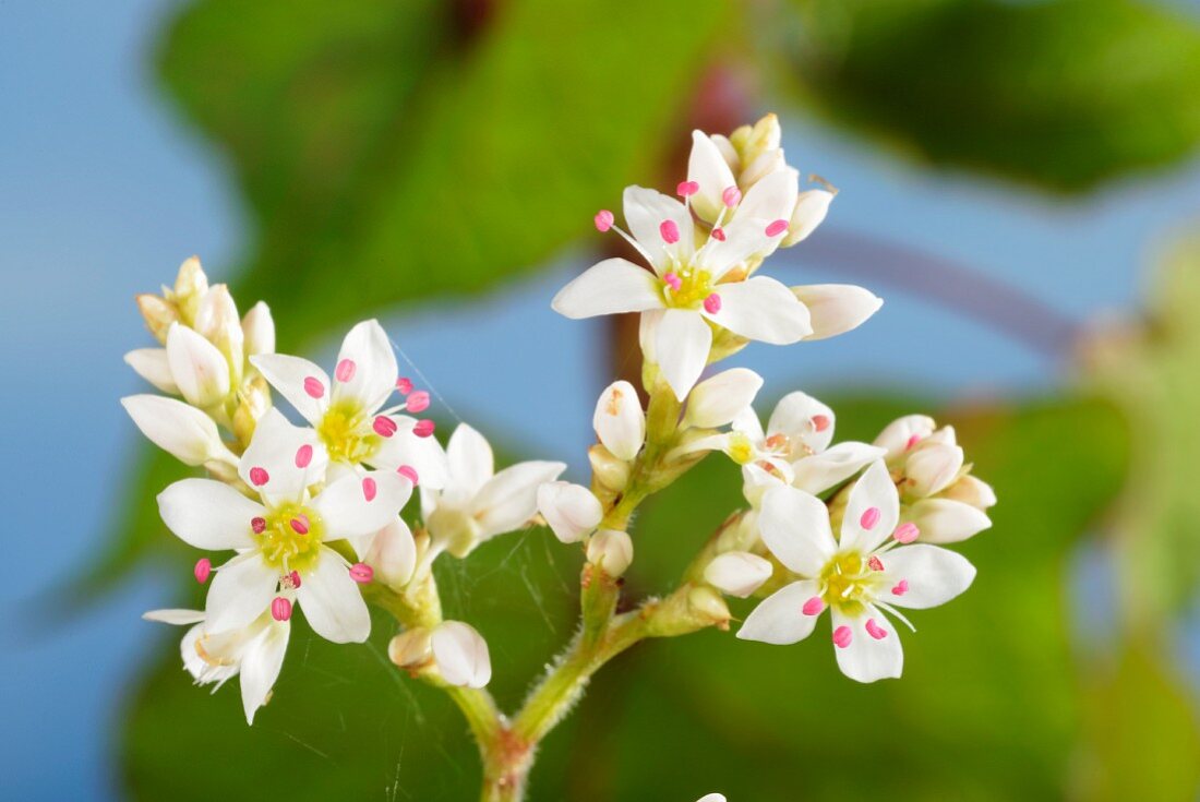 Buchweizen-Blüten (Fagopyrum cycmosum)
