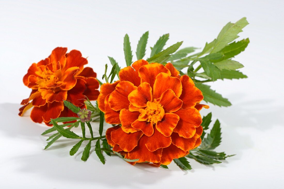 Tagetes