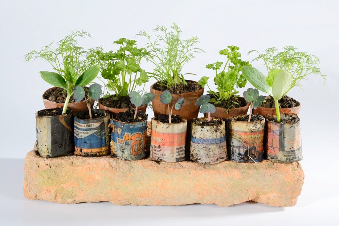 Various herbs in pots and old tin cans