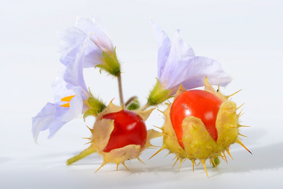 Lychee tomatoes with flowers (Solanum sisymbrifolium)