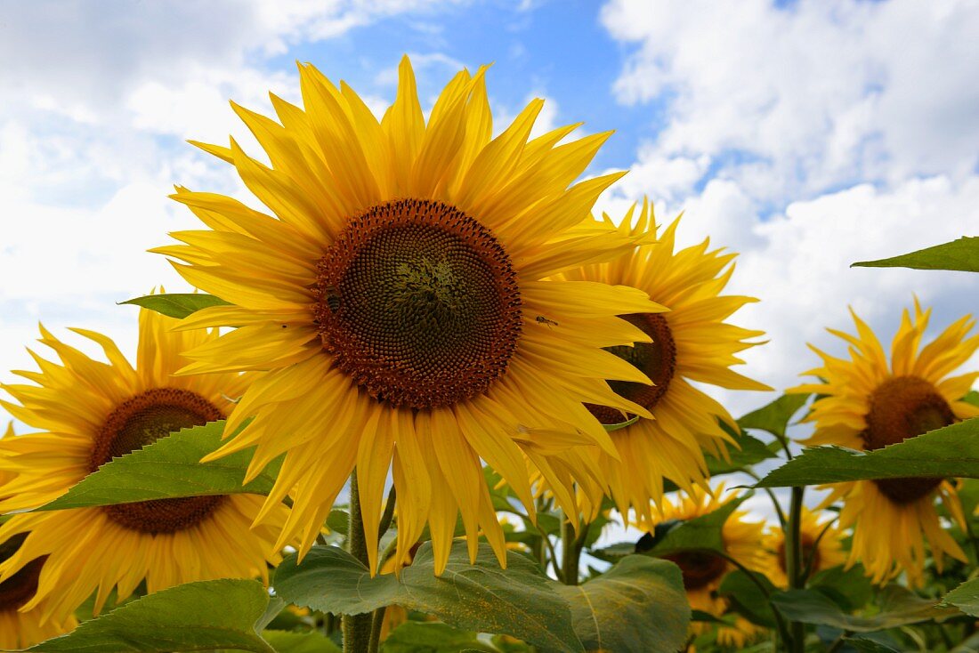 Sonnenblumen auf dem Feld