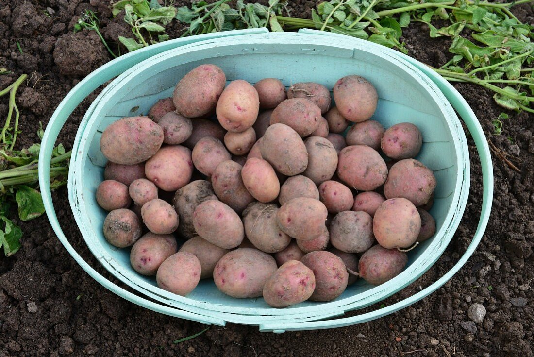 A basket of Reichskanzler potatoes
