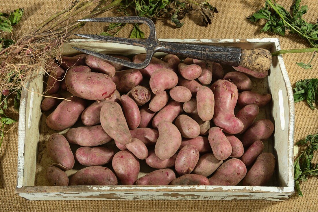 Rote Emmalie potatoes on a wooden tray