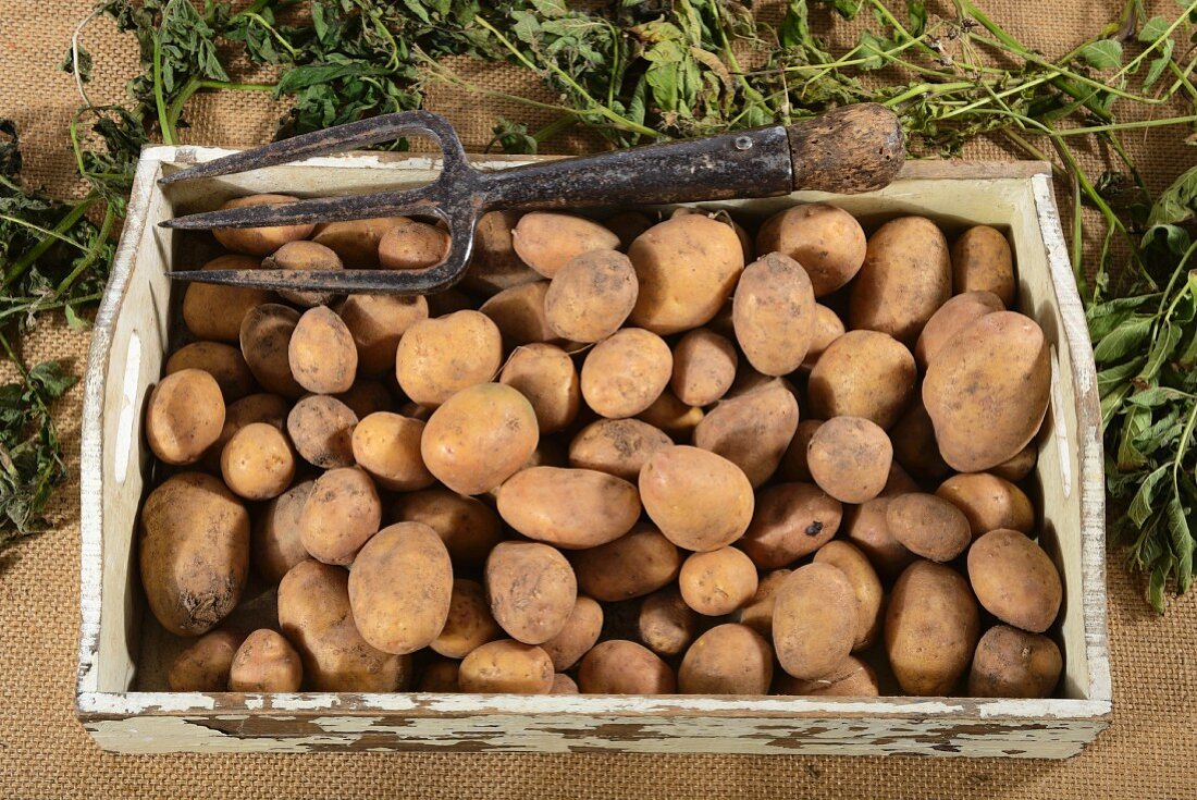 Kartoffeln der Sorte Linda auf Holztablett