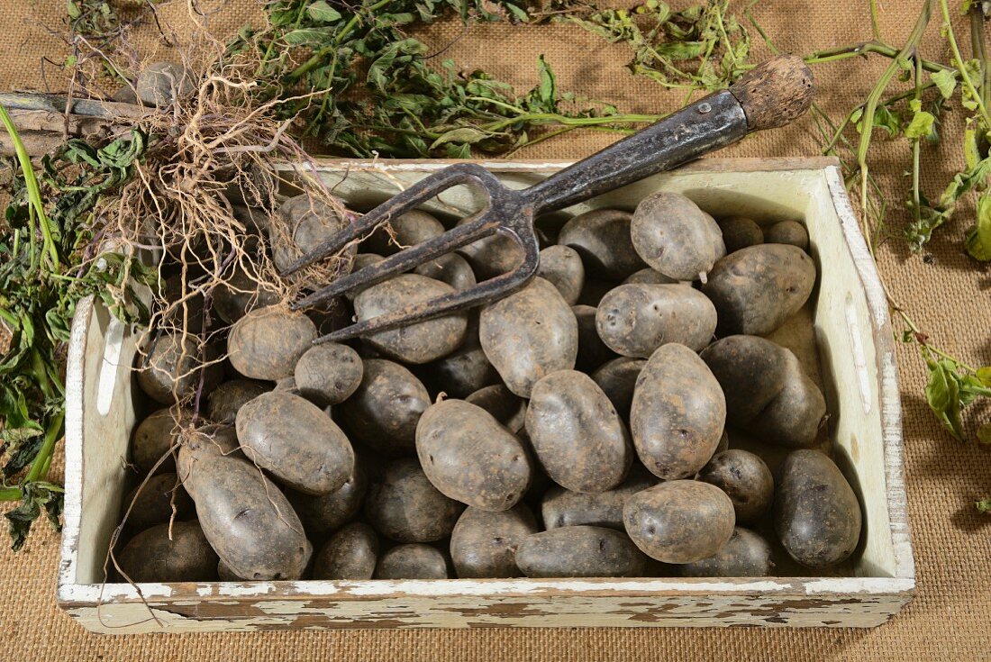 Kartoffeln der Sorte Blaue Anneliese auf Holztablett