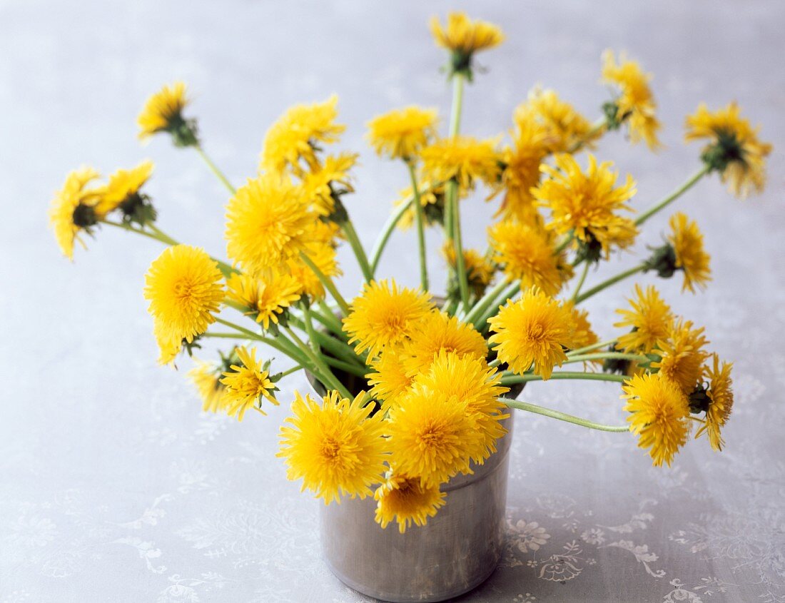 Vase of cut dandelions