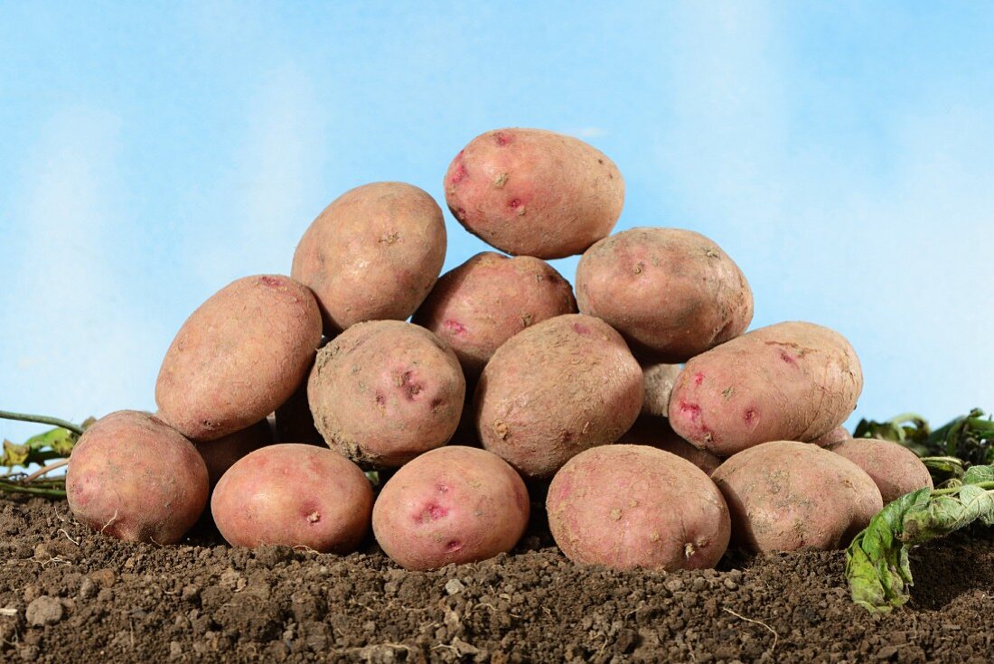 A pile of Reichskanzler potatoes