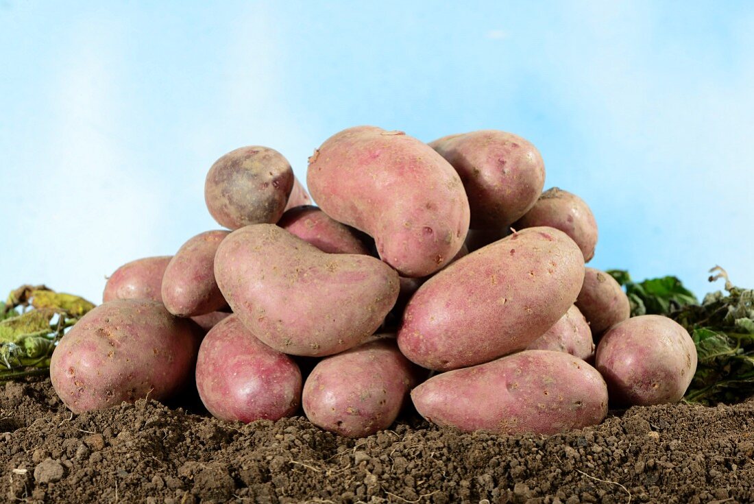 A pile of Rote Emmalie potatoes