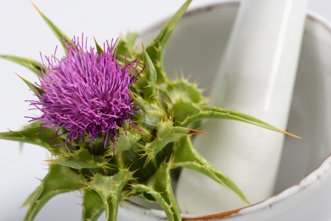 A milk thistle in a mortar