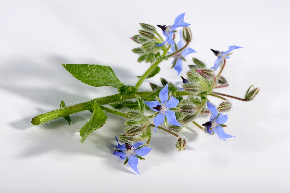 Ein Stängel Borretsch mit Blüten