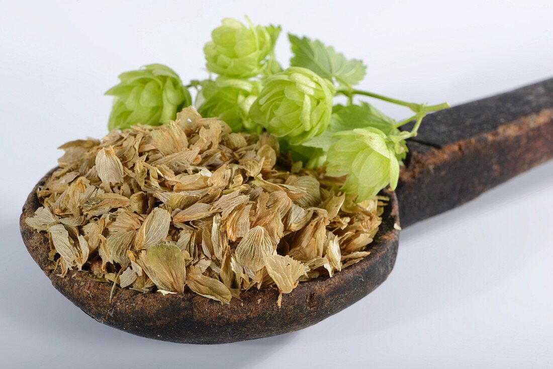 Hop cones, fresh and dried on a wooden spoon