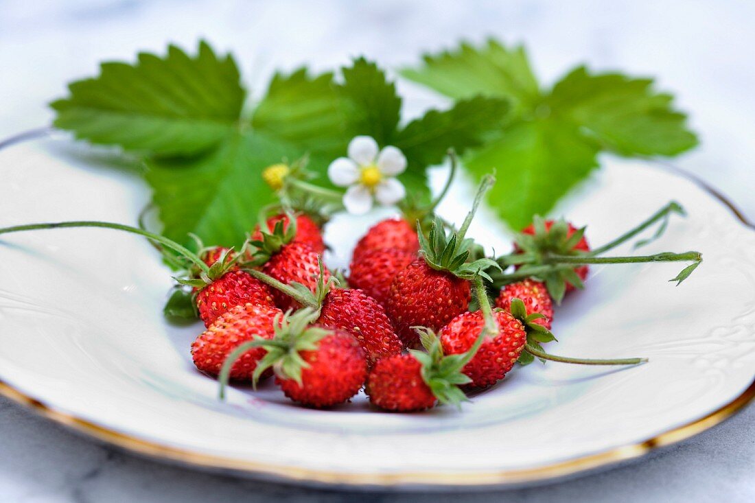 Wild strawberries with flowers