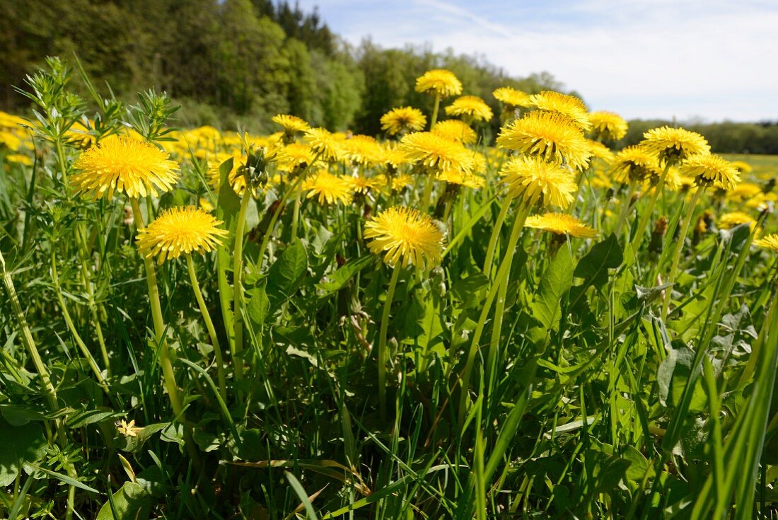 Dandelions flowering in grass