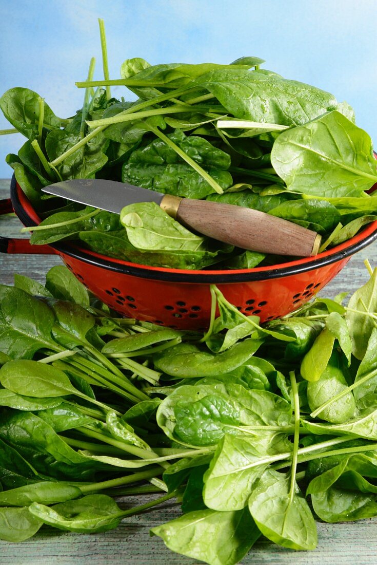 Fresh spinach, some in a colander