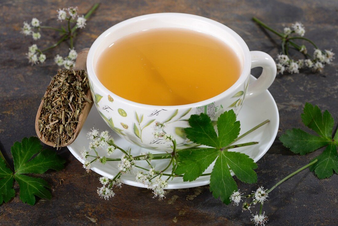 Wood sanicle (Sanicula europaea): tea, tea leaves and fresh herbs