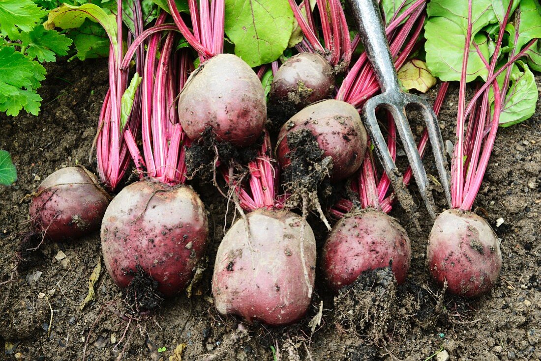 Freshly harvested beetroots on the ground
