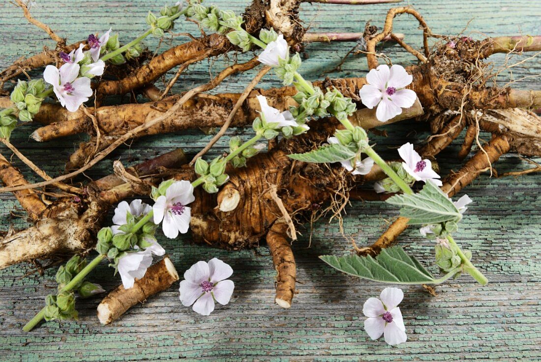 Marsh mallow roots and flowers