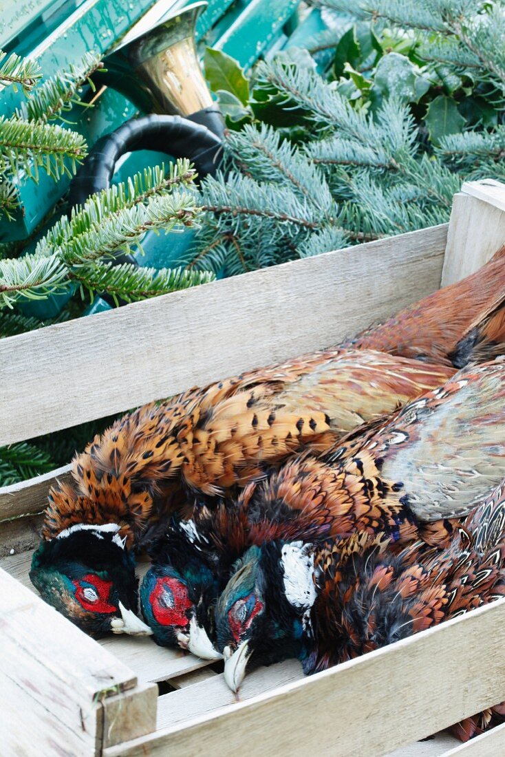 Pheasants in a crate