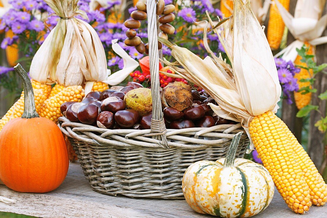 A basket of chestnuts, corn cobs and pumpkin