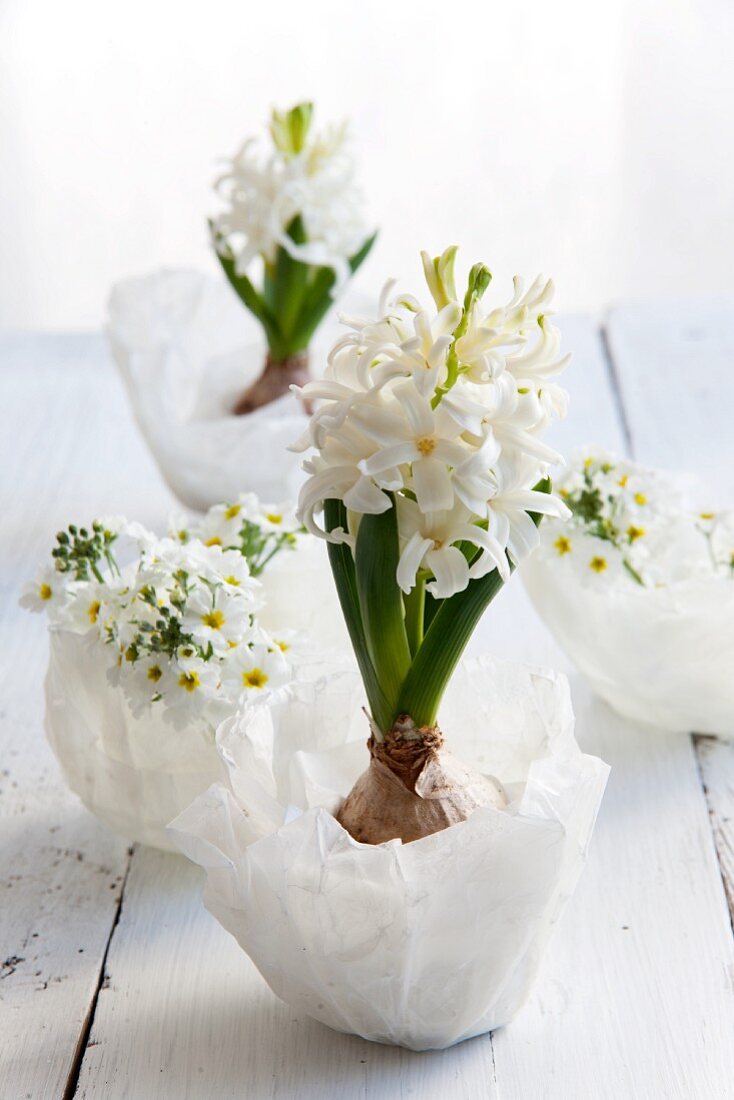White hyacinths in wax bowls