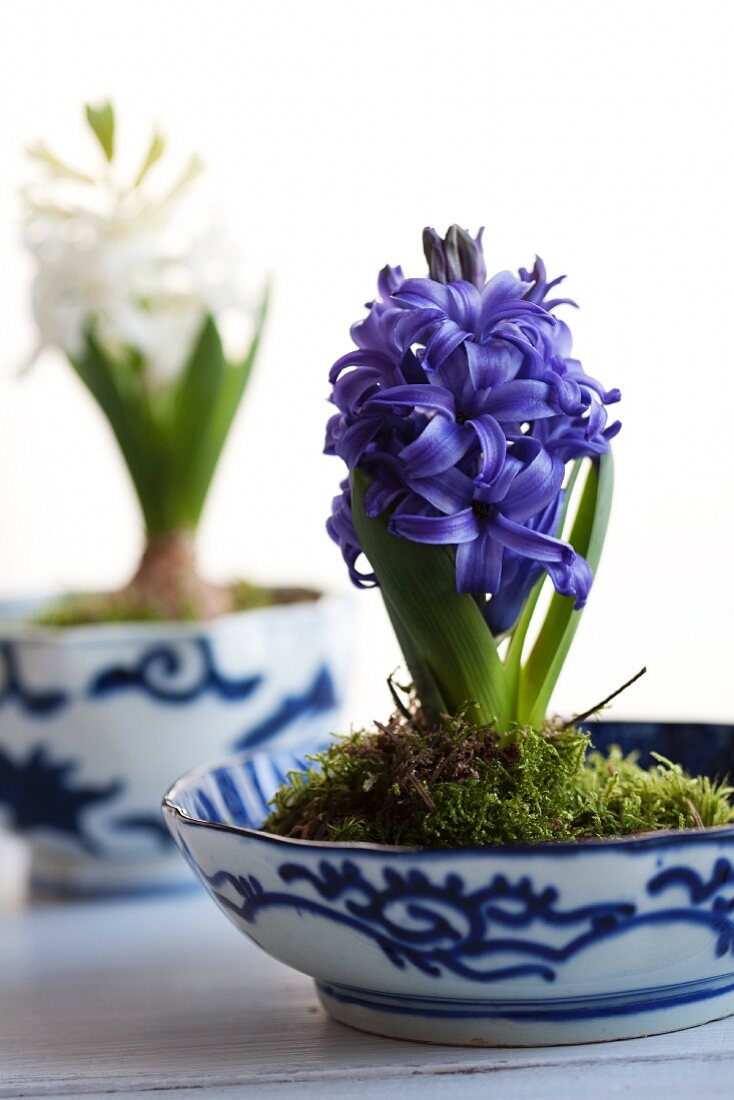 Hyacinths planted in bowls with moss