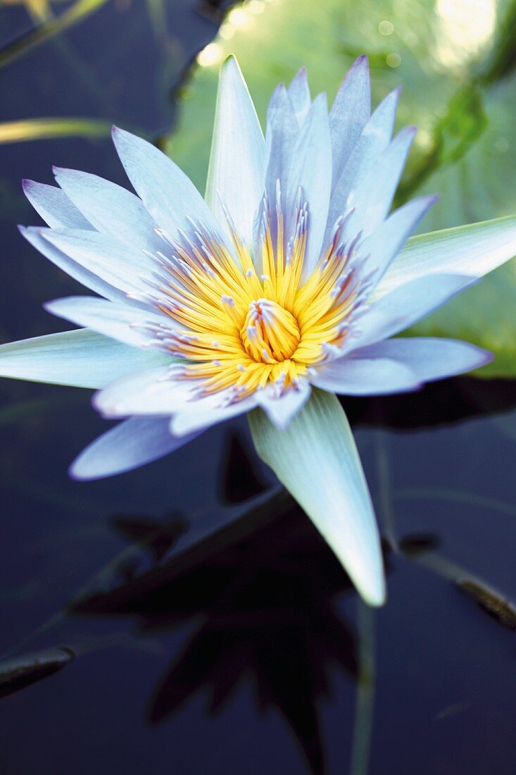 Water lily in garden pond