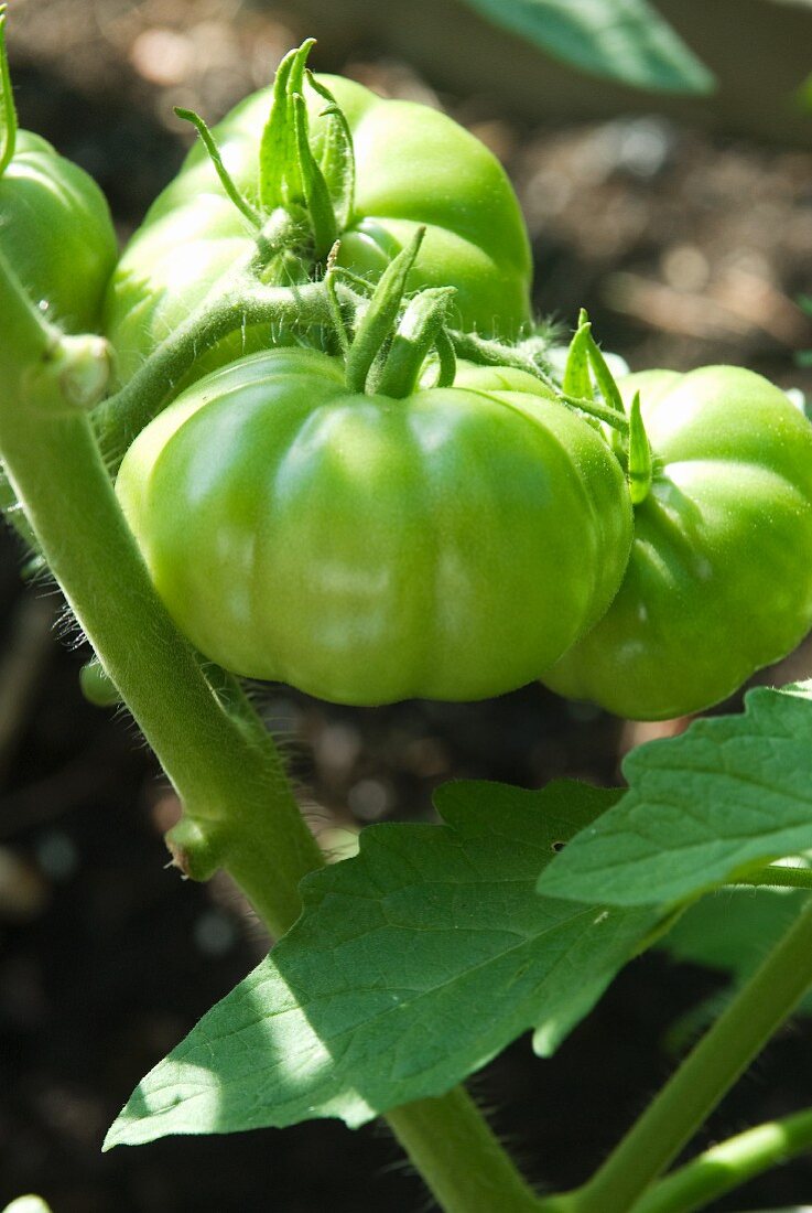 Grüne unreife Biotomaten auf der Pflanze im Garten