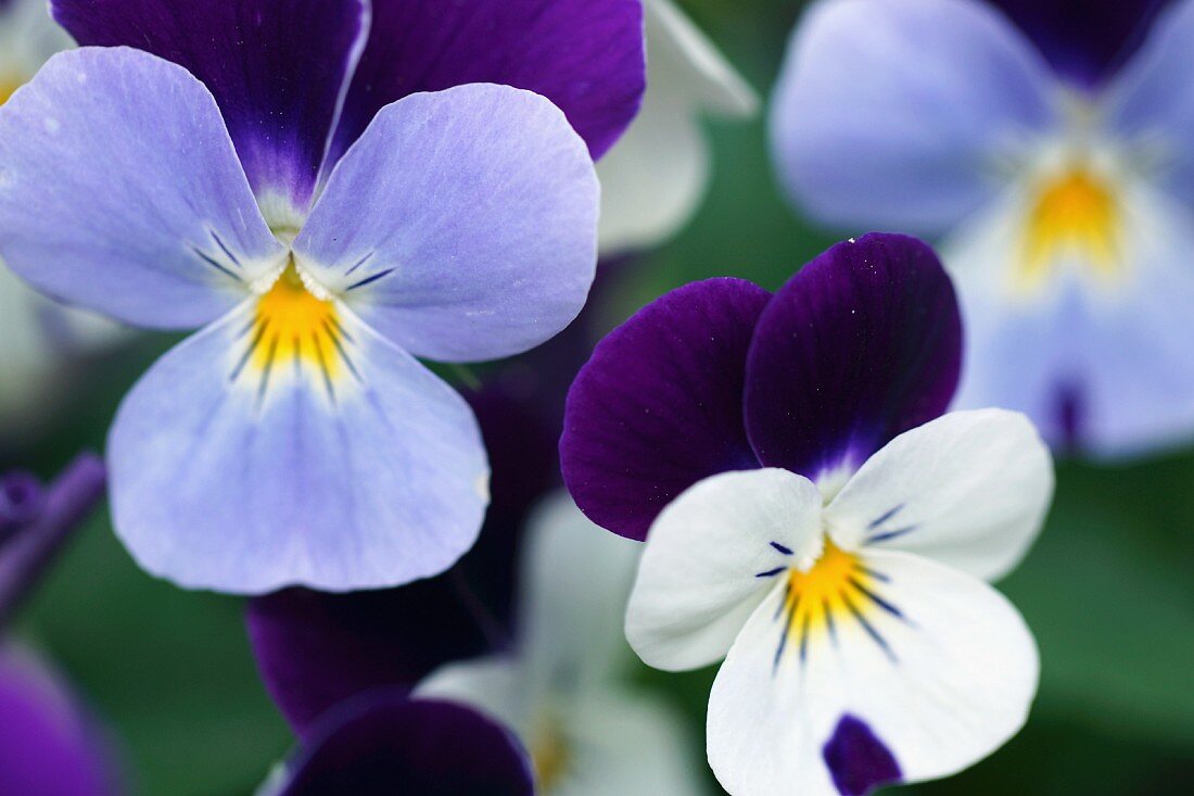 Light blue, white and purple violas in garden