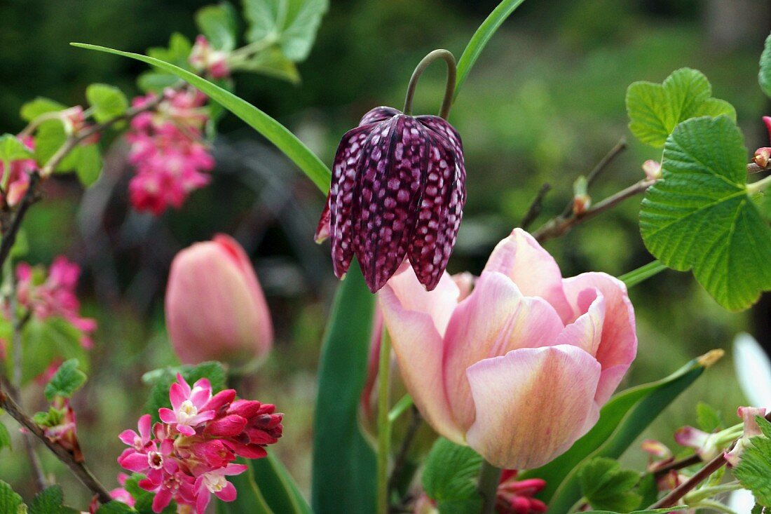 Snake's head fritillary and pink tulips in spring garden