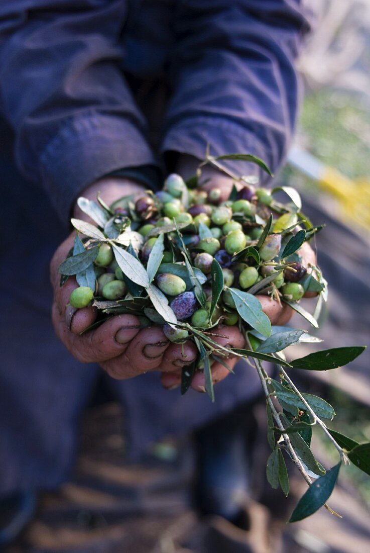 Mann hält viele frisch geerntete Oliven