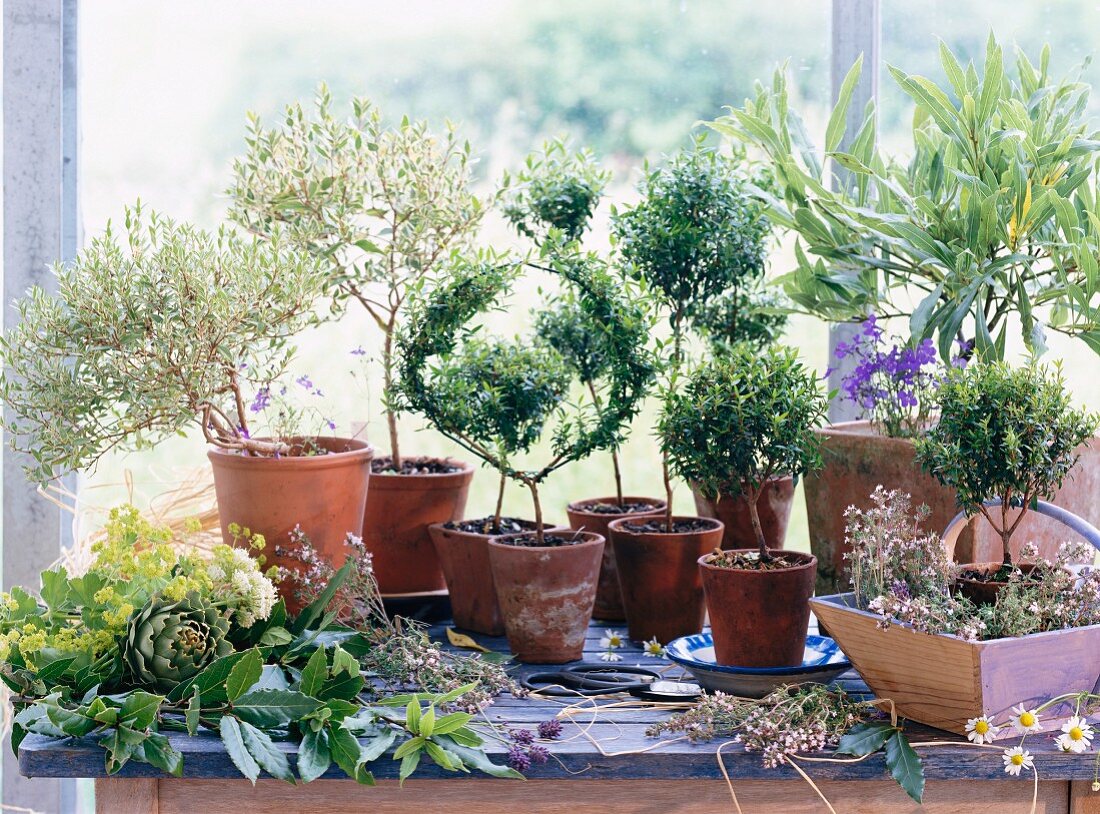 Still-life of potted herbs on window sill: myrtle, bay, thyme and lady's mantel