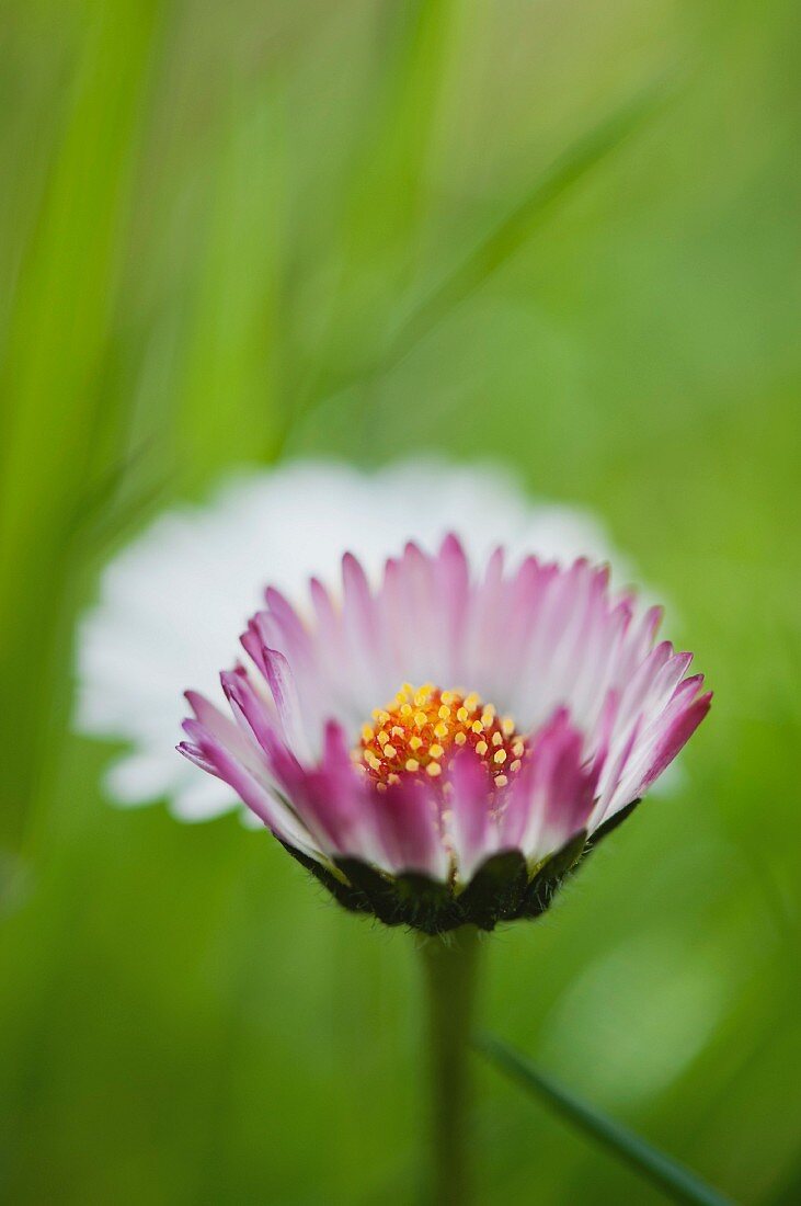 Blühende Herbstastern im Garten (Nahaufnahme)