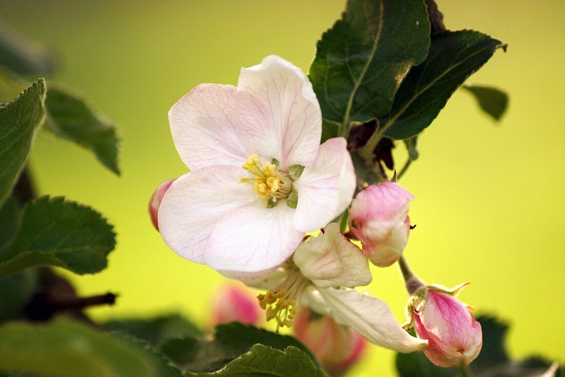 Apple blossom