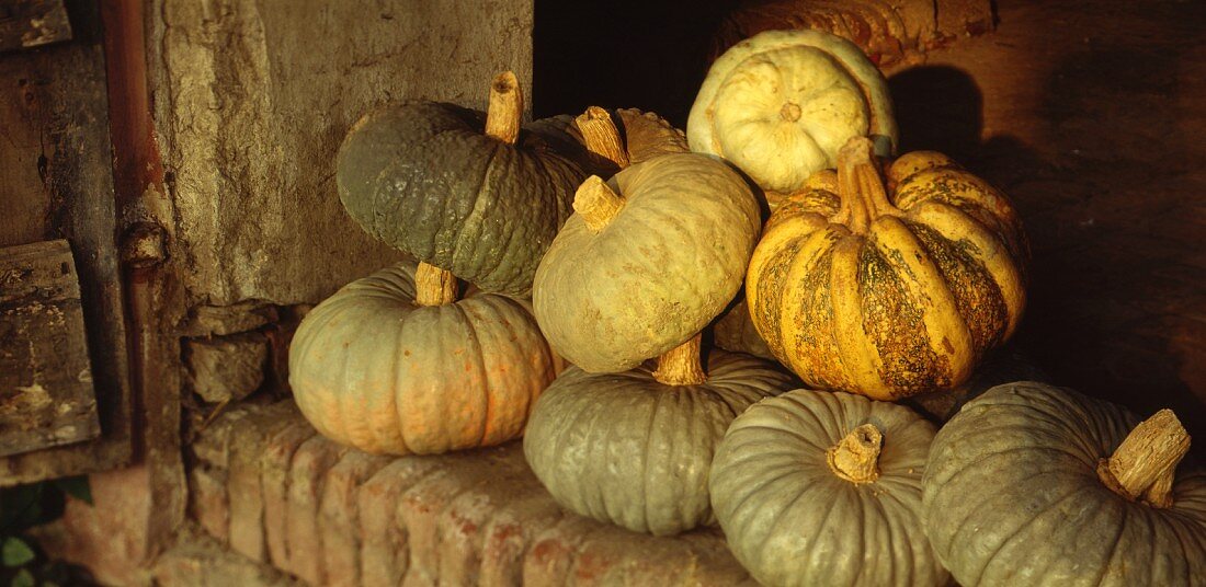 Stored squash fruits from Mantua